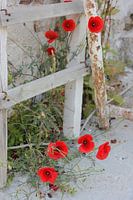 Poppies
