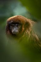 Porträt einer roten Titi