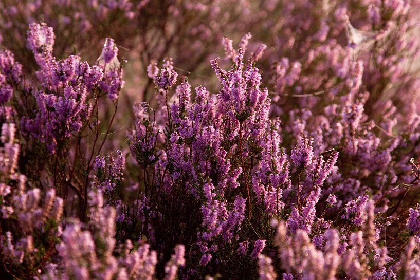 Blühende violette Heidekrautblüten. von Karijn | Fine art Natuur en Reis Fotografie
