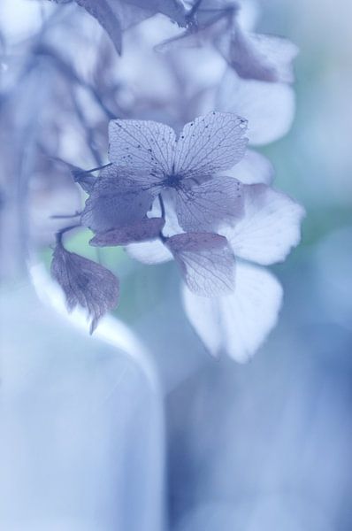 Bottled beauty by Angelique Brunas