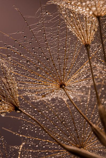 Water droplets hang from the Tragopogon by Marjolijn van den Berg