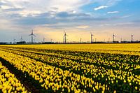 Champ de tulipes aux Pays-Bas