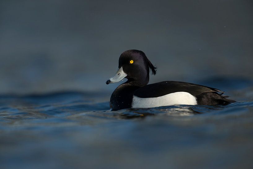 Beautiful male Tufted Duck ( Aythya fuligula ) with bright yellow eyes  in breeding dress swims clos by wunderbare Erde