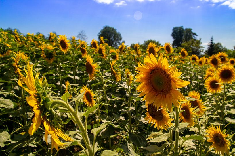 Zonnebloem von Sylvia de Strandjutter