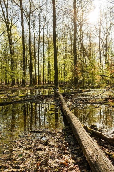 Bos in Drenthe by Tony Buijse