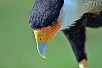 Kuifcaracara