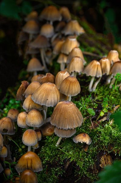 Fungi by Ellinor Creation