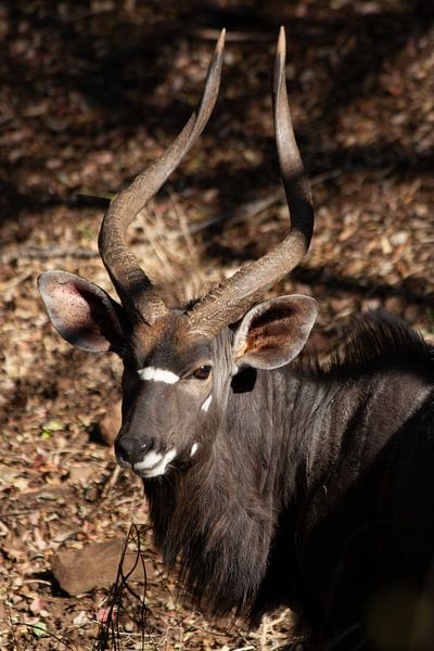Portrait of a male kudu by Eric van Duijn
