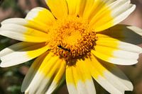 Fourmi & Cornouiller - Macro