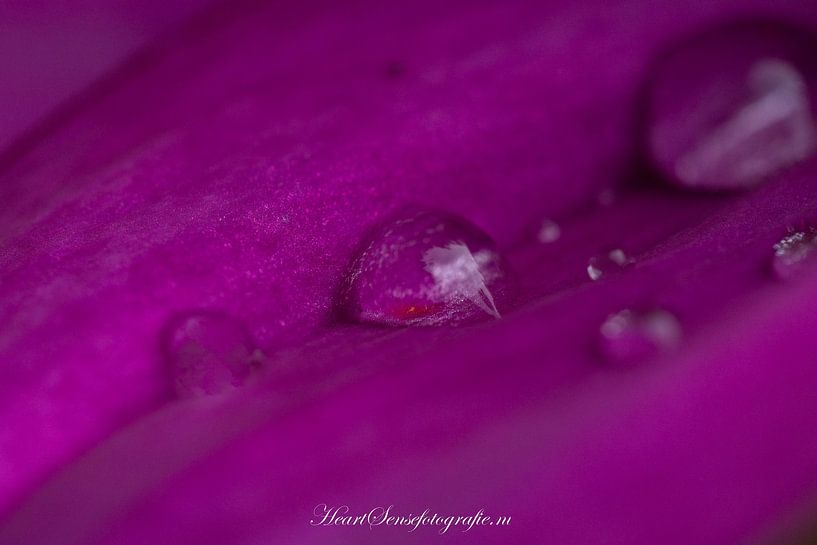 Blumen 2 von Edwin Hoek