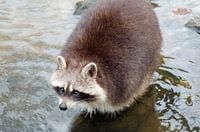 Waschbär im Wasser