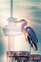 Stand up for Rotterdam