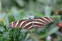 Bruin met wit gestreepte vlinder