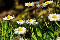 Madeliefjes in volle kleurenpracht