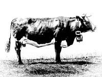 portrait of a cow in black and white