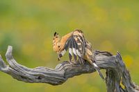 The Hoopoe brushes its feathers