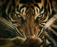 Tigre