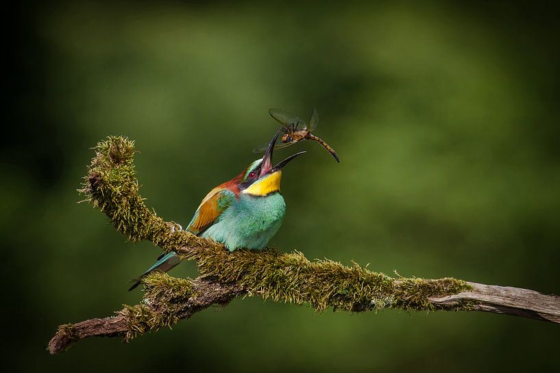 Bienenfresser mit gefangener Libelle von Erwin Stevens