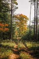 Forest path in autumn