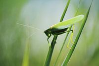 Makro Zobelheuschrecke auf Grashalm im Gegenlicht