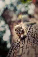 Squirrel eats a nut
