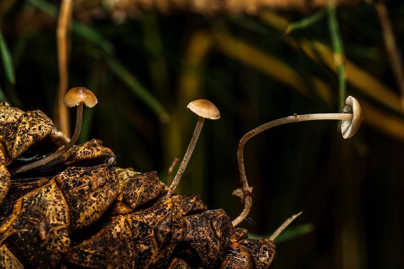 ieniemienie paddenstoelen uit dennenappel von Rob Smit
