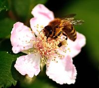 A beautiful bee, feasting on it