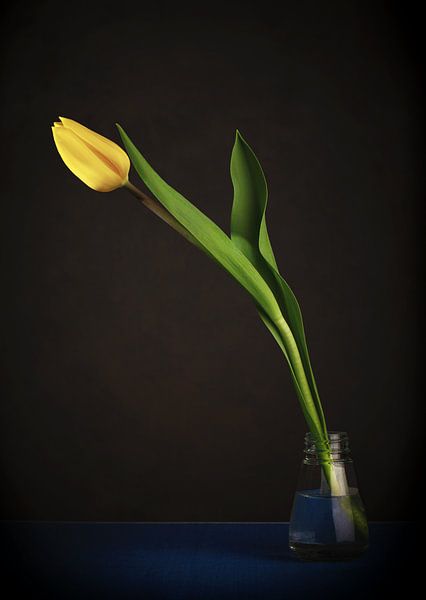 Tulip against black background by Koos Hageraats