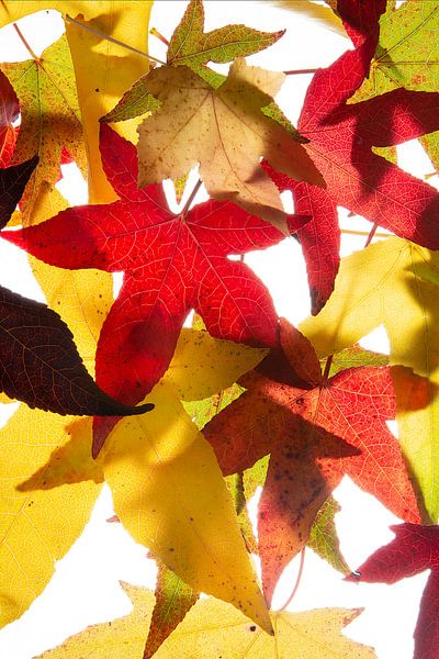 Autumn leaves Acer Maple by Anjo Kan