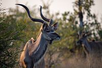 Le grand koudou | Afrique du Sud | Parc Kruger