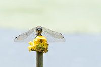 Libel klaar om op te stijgen