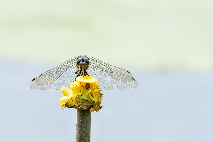 Libel klaar om op te stijgen von Ronald van Emmerik