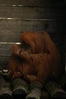 Orang-utan at rest