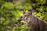 Luchs