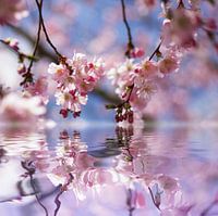 Cherryblossom Dreams 