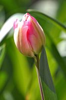 Tulipe rose