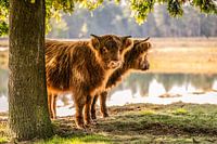 schottischer Highlander