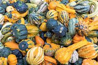 Courges décoratives colorées