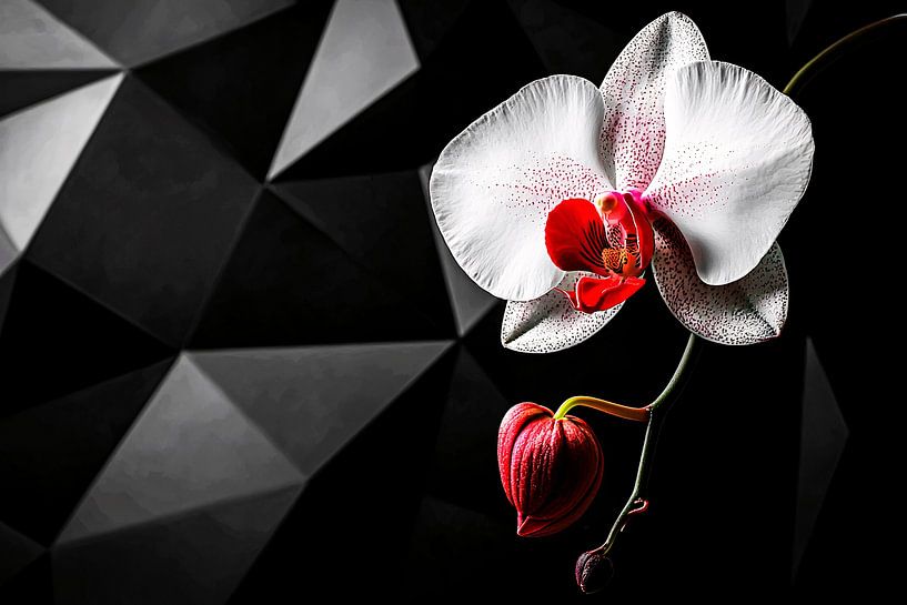 Orchidée élégante sur fond sombre par Imperial Art House