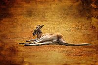 Kangaroo