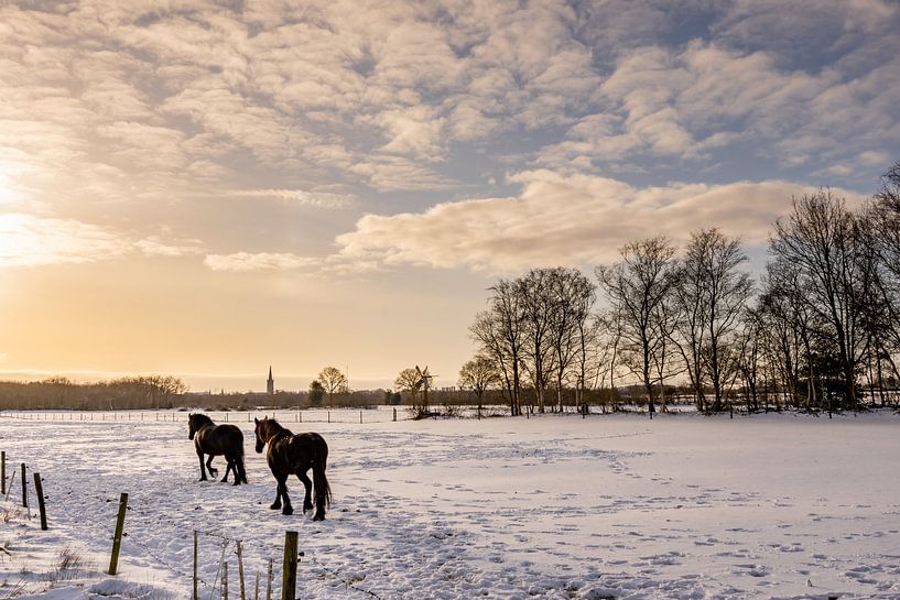 Zwei Pferde laufen durch eine verschneite Wiese kurz nach Sonnenaufgang in Steenwijk, Niederlande von Dafne Vos