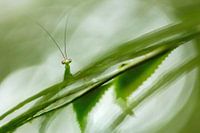 Gottesanbeterin, Malaysia