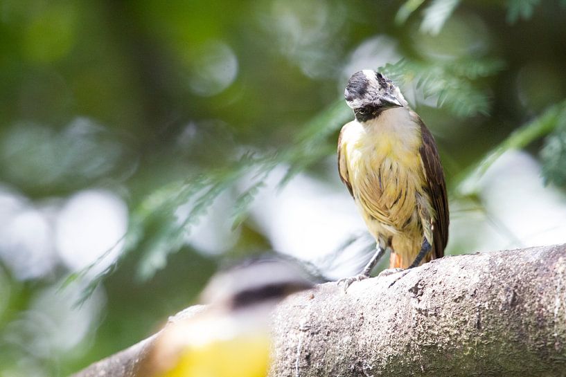 Grietjebie, the sparrow of Suriname by rene marcel originals