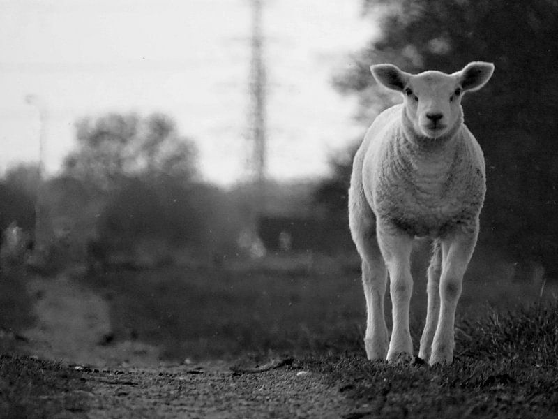 Lammetje von Joyce Dales