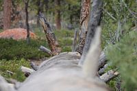 Eekhoorn op omgevallen boom