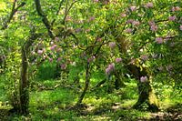 Rhododendron Ireland