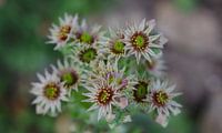 Thunderleaf in bloom (Sempervivum tectorum)