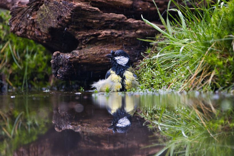 Grand Tit par Eline Buijsrogge