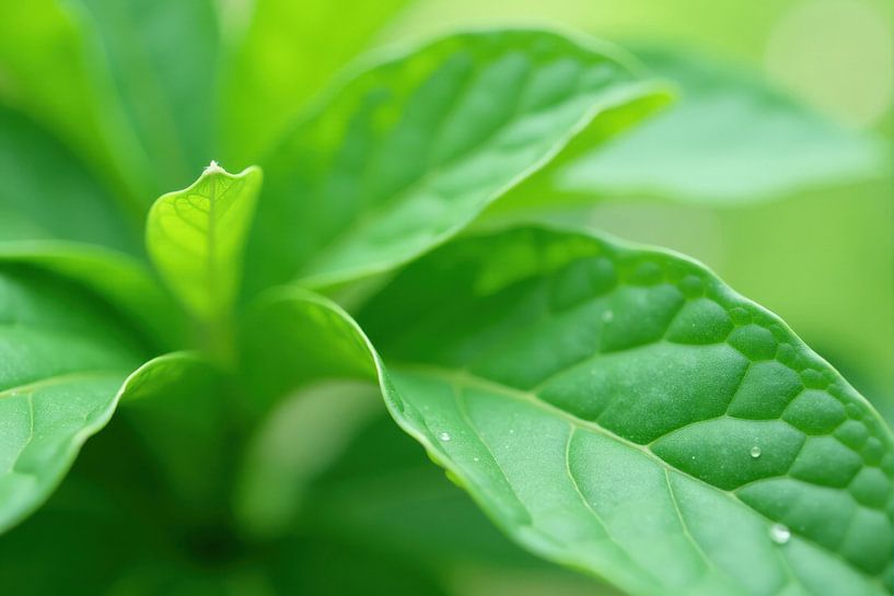 Gros plan sur des feuilles de plantes vertes avec des gouttes d'eau par Markus Gann