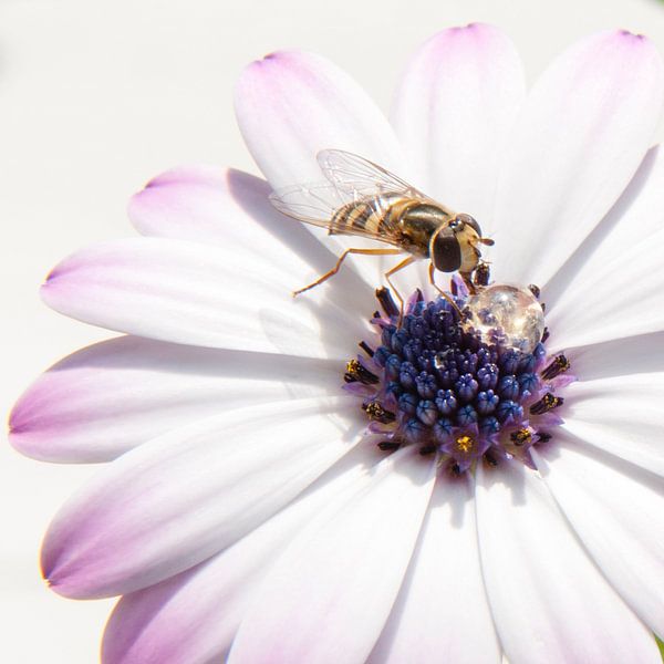 Flower by Lieke Doorenbosch